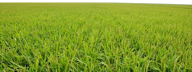 农药糖心视频免费看效果图